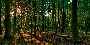 Кадастровый учет лесных участков: кто организует и финансирует?